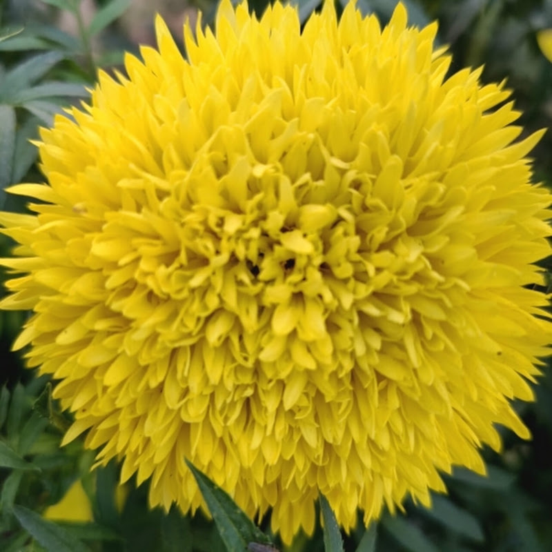  manu gardening&ethnics