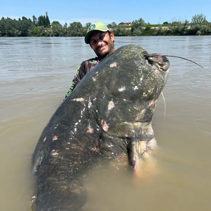 alebiancardi_catfishing