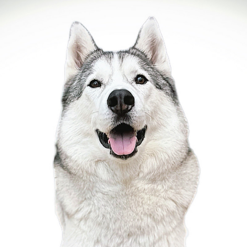 Milo The Husky
