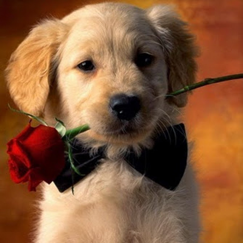 Como Criar A Tu Perro