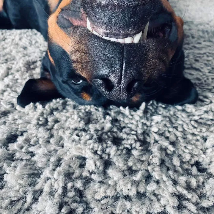 RottieBiscotti