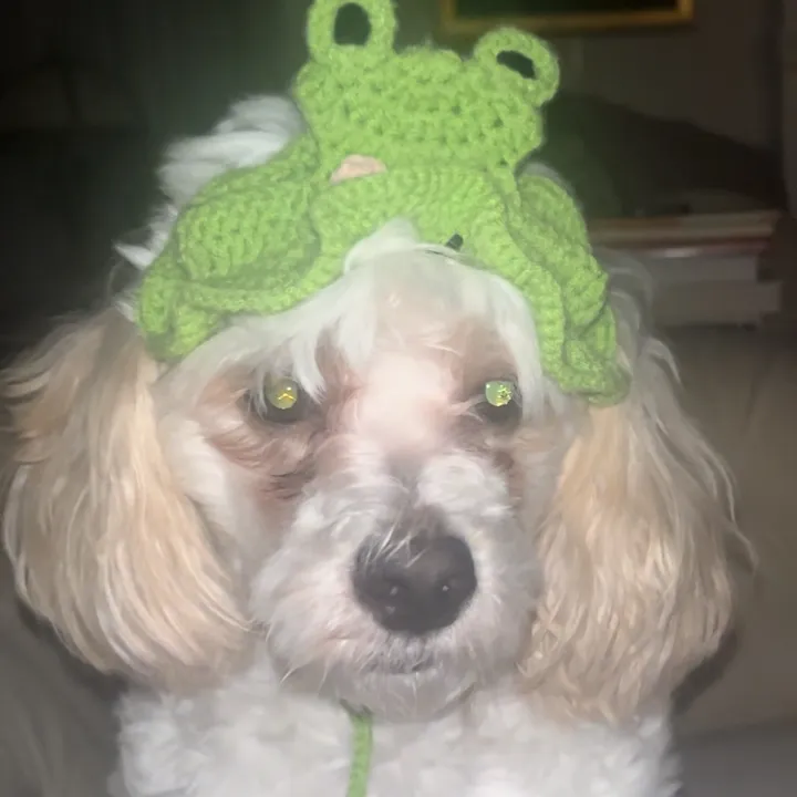 Silly.dog.cooper