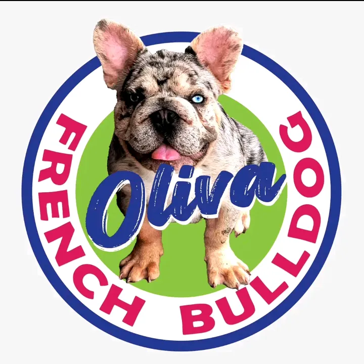 olivafrenchpuppies