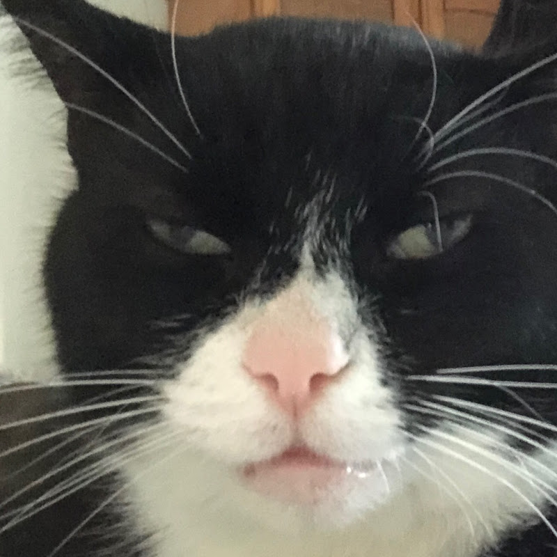 The Boy'o Cat
