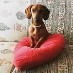 Indi 🐾🧡