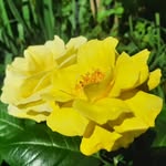 Susanna