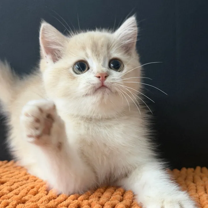 Meow Meow Wonder