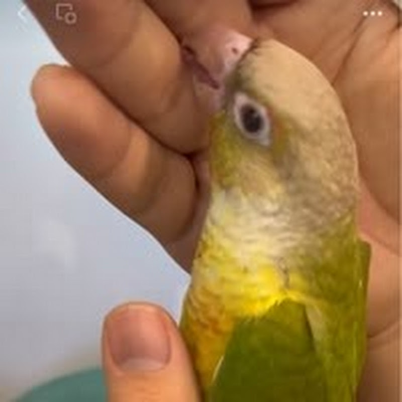 鹦俊潇洒