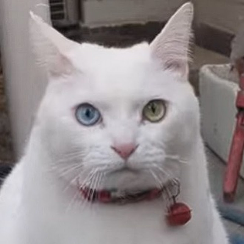 オッドアイの白猫トート君
