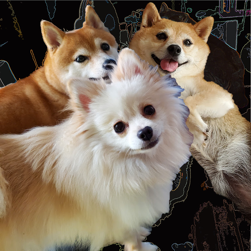 Shiba Shiba Pome Channel ~Shiba Inus & Pomeranian