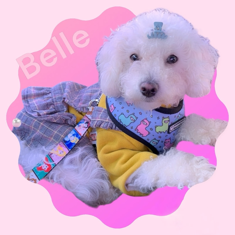 The Maltipoo Clan Asmr