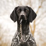 Doris The GSP