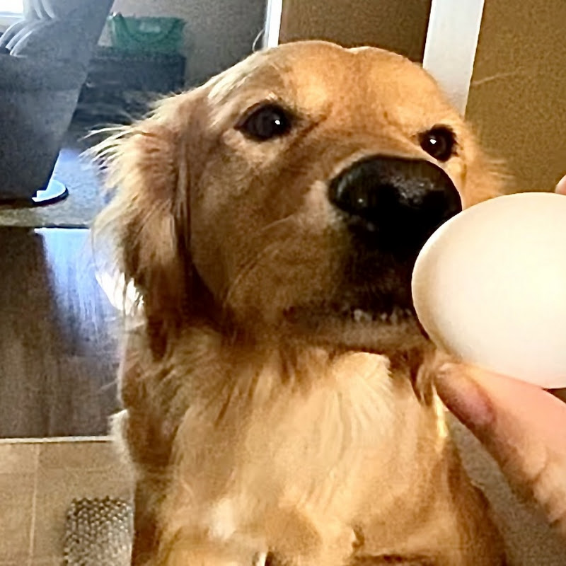 My Adorable Pet dogs 