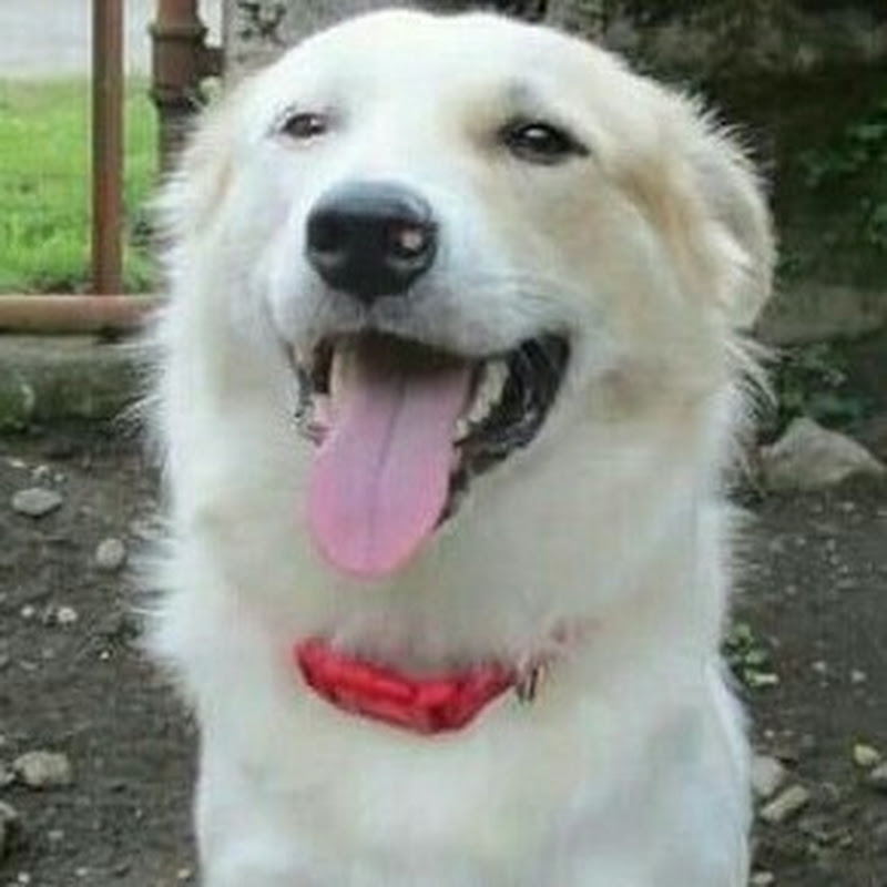 Lance the wonder Dog