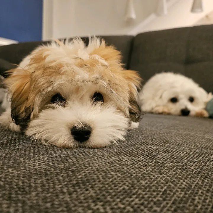 Bestpawls