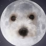 황지미 黃智薇