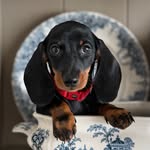 La salchicha de Federico 🌭