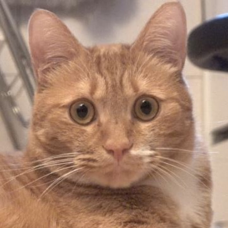 Cat Momi