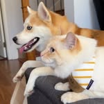 Ocean(the dog) Meow Meow(the cat)