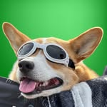Ollie | Corgi with Ectrodactyly and SASSitude!!
