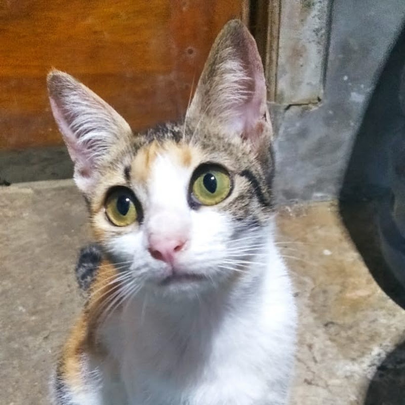 AYU CAHYA OFFICIAL