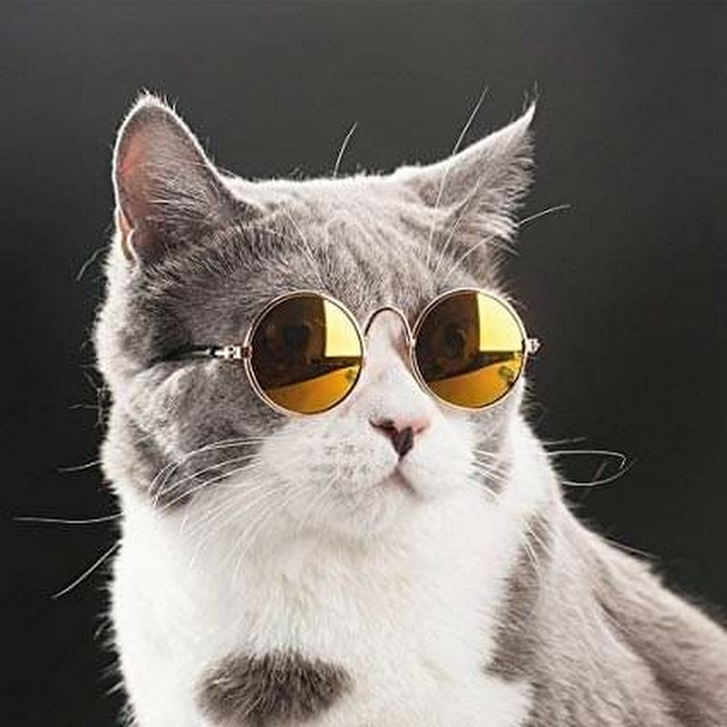 NurMuhd Pets Stories