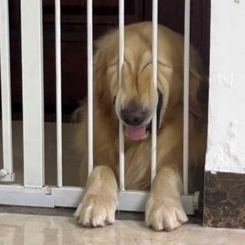 Petzy Giggles