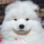 TYGA | The Samoyed ☁️