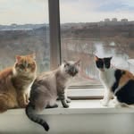 Saba🐯 • Flerken🦁 • Maki🐱