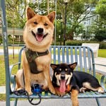 Rudder & Tango the Shibas 🐾