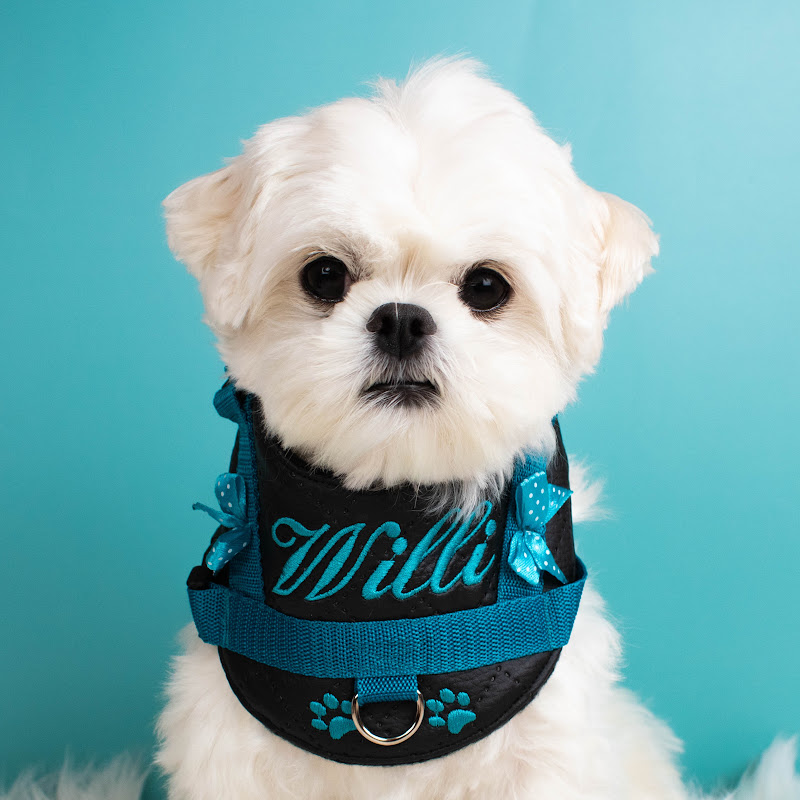 Willi_the_Maltese