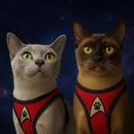 Burmakater Picard & Riker | Katzencontent Tirol