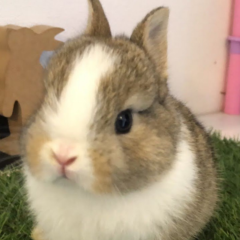 うさぎのこつゆチャンネル Rabbit Kotsuyu Channel