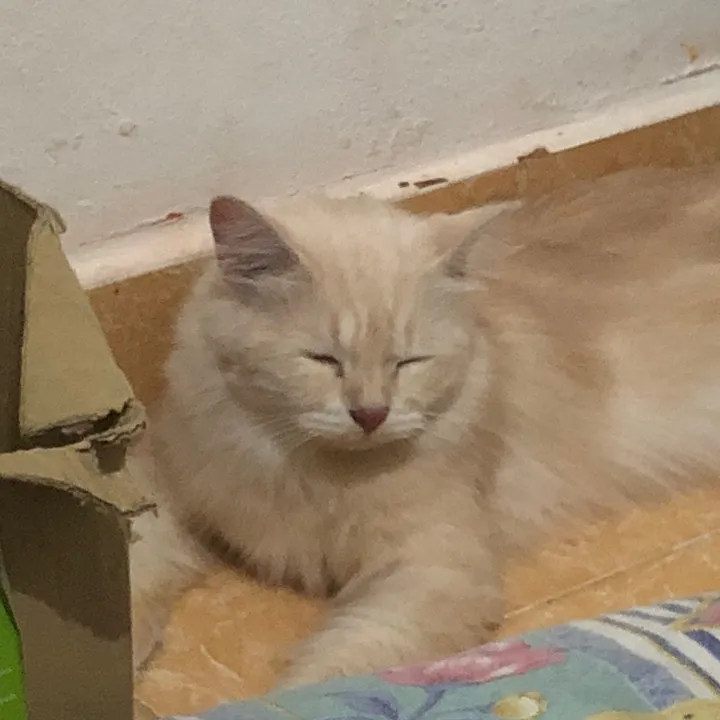 ochi