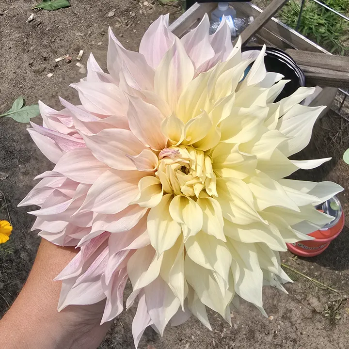 MarysBloomingGarden