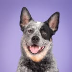 Barkie McBarkface