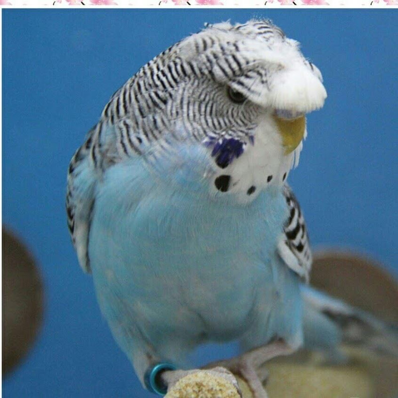 Sam Parrots & Traveling world