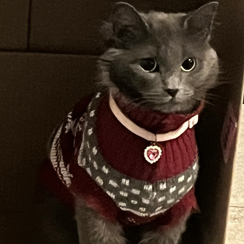 The cat diaries plus