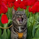 Oliver & Chakioglou family |     Cat & kids adventures