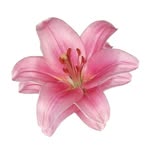 Eshaal's⋆ 𐙚 ̊.|Content Creator🩰