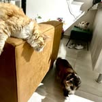 Bimba, Mauro y Blu 😻😸😽🇲🇽