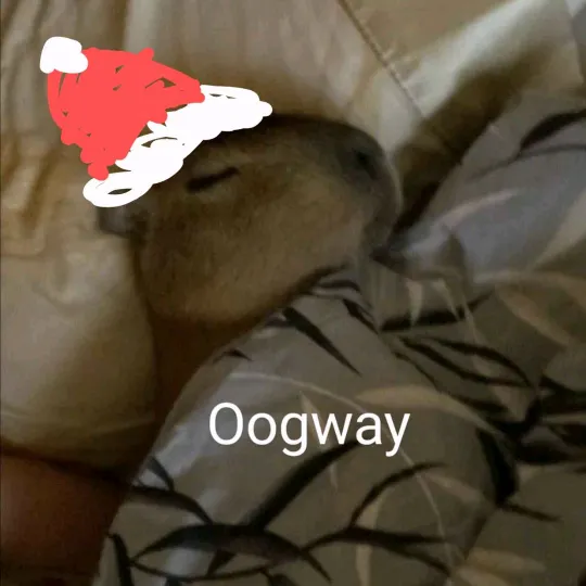 Oogway🐶✨= C