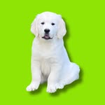 Charlie Golden Boy 🐾 UGC | Puppy Influencer