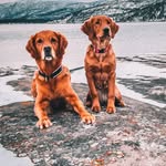 Marvadogs🐕