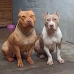 Pitbull Dogs heaven