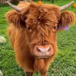 Carpenter Creek Ranch | Mini Cow Cuddles