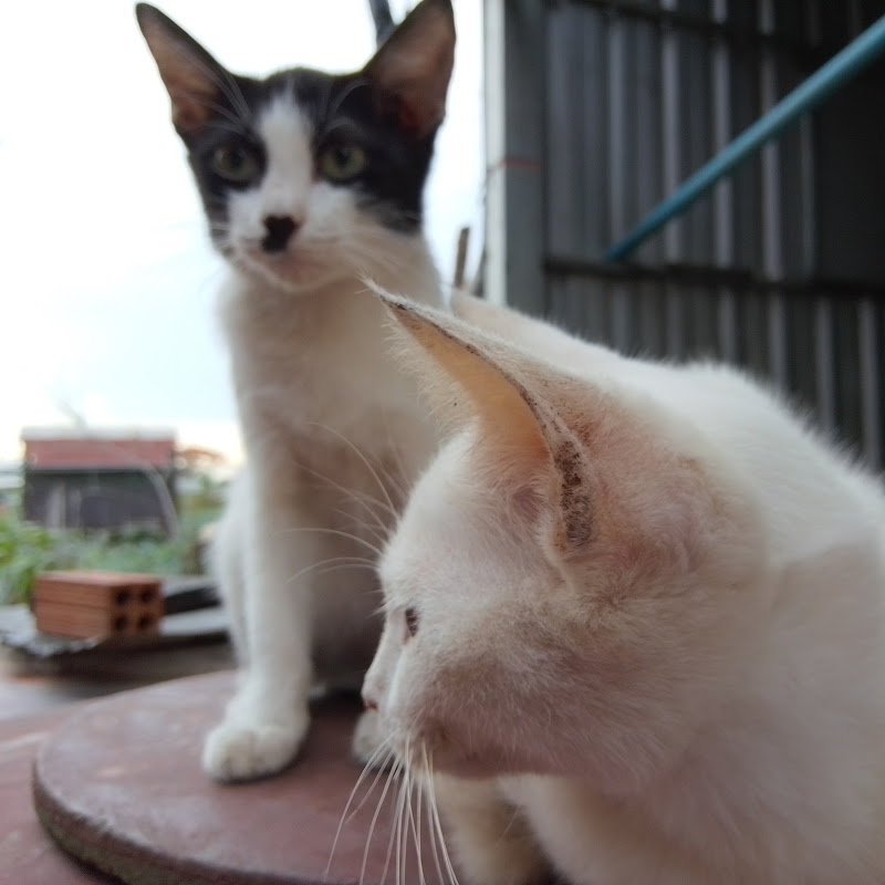 Funny Animal Video TV