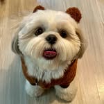 BENJI FORERO • PET INFLUENCER