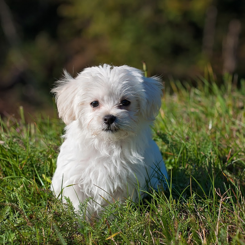 CuteandFluffy