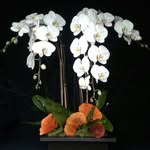 Earth & Orchid